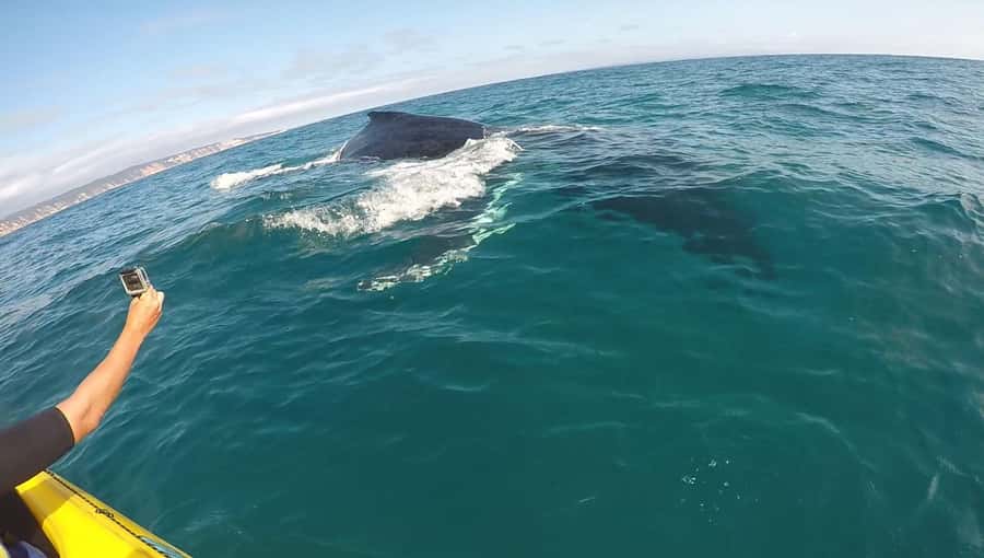 Noosa: Epic Whale Watching Ocean Kayak Tour & Beach 4X4 - What to bring for Noosa kayaking in salt air