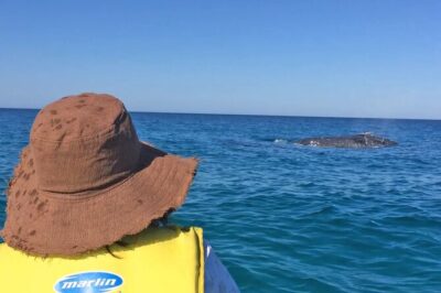 Noosa: Epic Whale Watching On Ocean Kayaks & Beach 4X4 Tour - What you actually do on the water (and what “moderate fitness” means)