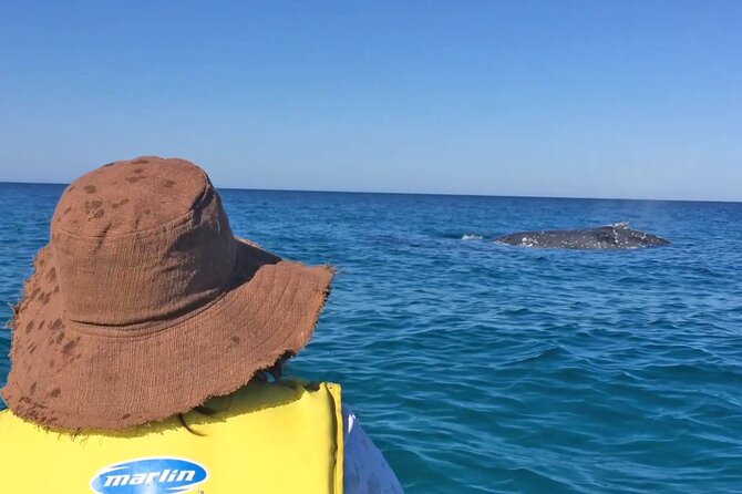 Noosa: Epic Whale Watching On Ocean Kayaks & Beach 4X4 Tour - What you actually do on the water (and what “moderate fitness” means)