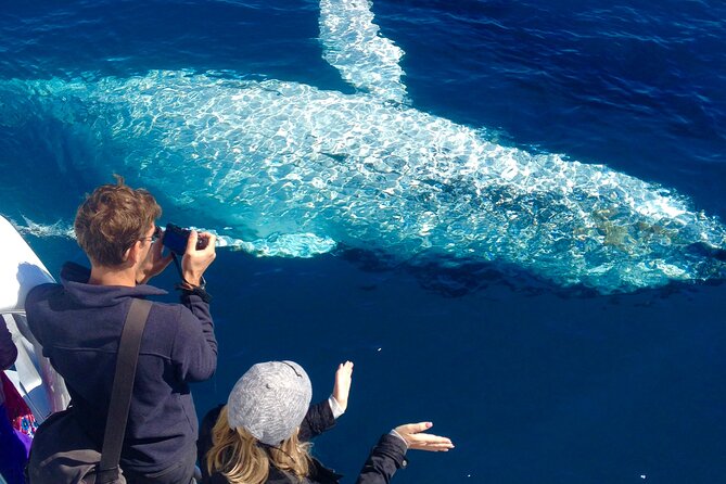 Noosa Ocean Adventures: Whale Watch - Key things to know before you go