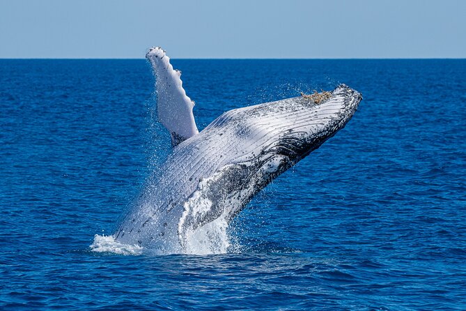 Noosa Ocean Adventures: Whale Watch - What the 2-hour cruise feels like on the water