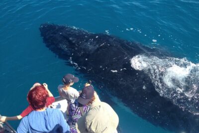 Noosa Ocean Adventures: Whale Watch - Meeting point: Noosaville dock timing matters