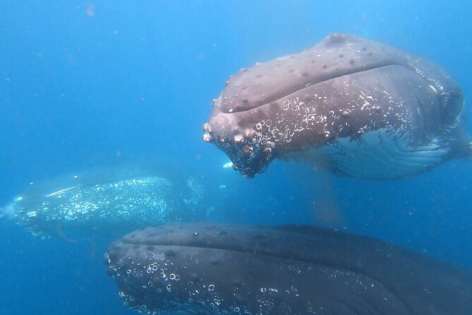 Noosa Ocean Adventures: Whale Watch - Beyond whales: dolphins, turtles, stingrays, and seabirds