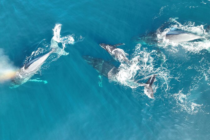 Noosa Ocean Adventures: Whale Watch - The Noosa Thriller ride: fun, but plan for bumps