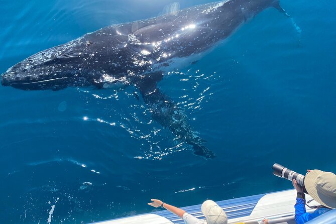 Noosa Ocean Adventures: Whale Watch - What’s included, and what to bring
