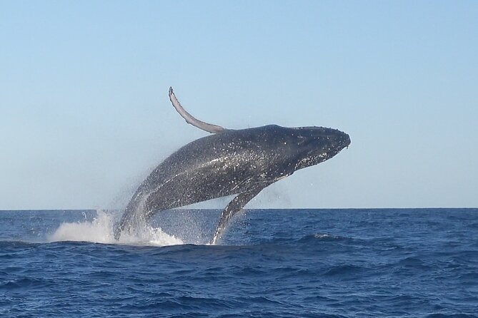 Noosa Whale Watching Cruise – Humpback Whale Adventure - Quick hits before you go