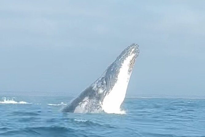 Noosa Whale Watching Cruise – Humpback Whale Adventure - Noosa whale watching from a fast RIB: what 2 hours buys you
