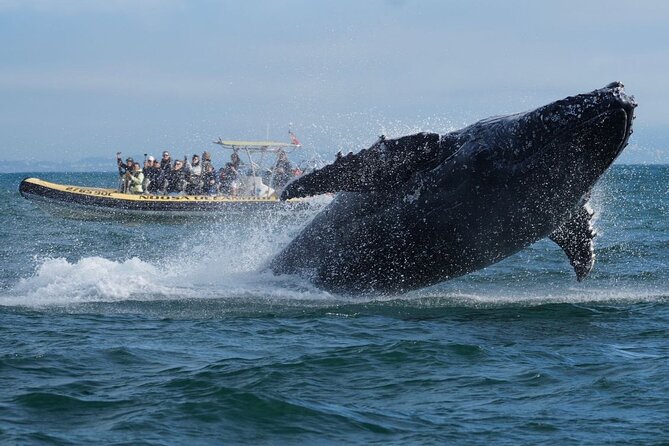 Noosa Whale Watching Cruise – Humpback Whale Adventure - Cruise Noosa River first: a scenic warm-up you’ll appreciate