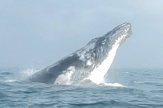 Noosa Whale Watching Cruise – Humpback Whale Adventure - Viewing Noosa National Park by sea: the scenery bonus