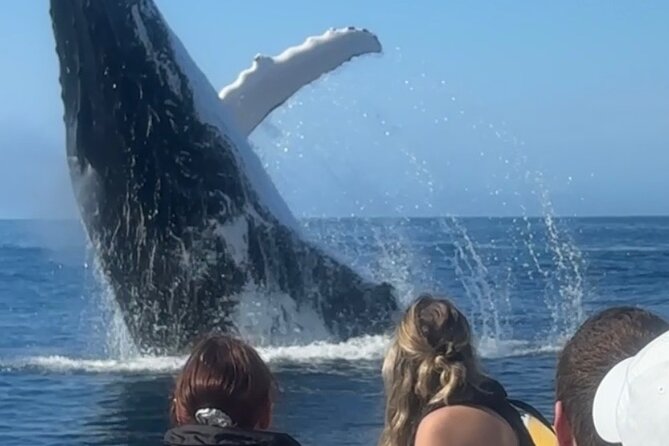 Noosa Whale Watching Cruise – Humpback Whale Adventure - Noosa Marina meeting point: how to avoid the wrong boat