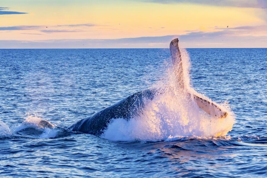 Oahu: Waikiki Eco-Friendly Afternoon Whale Watching Trip - Key highlights to look for