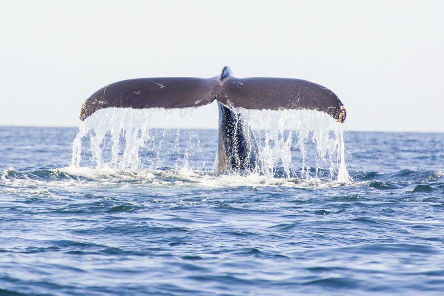 Oahu: Waikiki Eco-Friendly Afternoon Whale Watching Trip - Why this 90-minute Waikiki whale sail fits perfectly