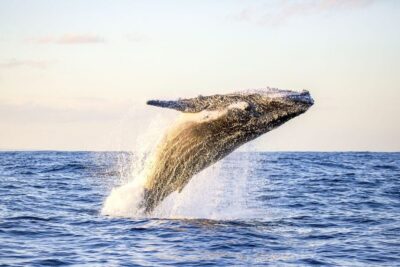 Oahu: Waikiki Eco-Friendly Afternoon Whale Watching Trip - Getting on board smoothly at Kewalo Basin Harbor (HONU LANI)