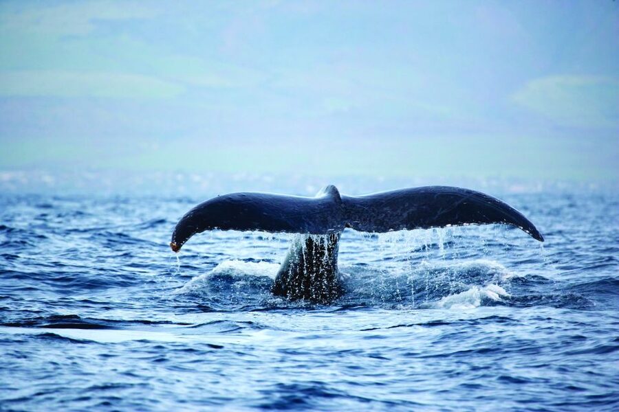 Oahu: Waikiki Eco-Friendly Afternoon Whale Watching Trip - The guaranteed whale sightings policy (and how to use it)