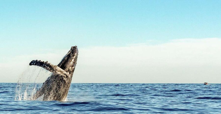 Oahu: Waikiki Eco-Friendly Afternoon Whale Watching Trip - The full premium bar: why it’s more than a perk