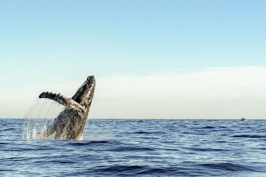 Oahu: Waikiki Eco-Friendly Morning Whale Watching Cruise - Whale-spotting with a real safety net: the guarantee