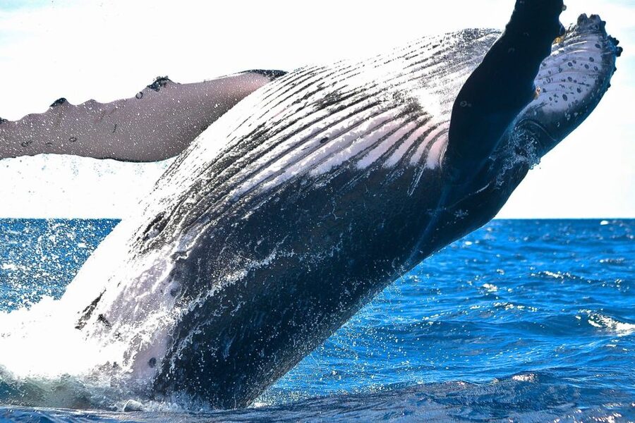 Oahu: Waikiki Eco-Friendly Morning Whale Watching Cruise - Premium bar + comfort details that keep the morning easy
