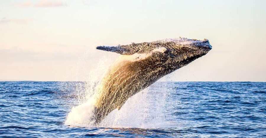 Oahu: Waikiki Eco-Friendly Morning Whale Watching Cruise - The 2-hour ride: what “eco-friendly” feels like on the water