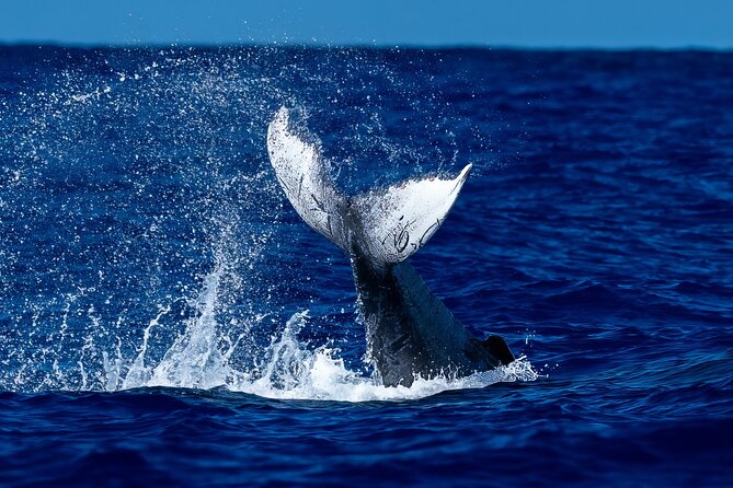 Oahu Whale Watch Tour & Waikiki Sunset Boat Tour - Key points to know before you go