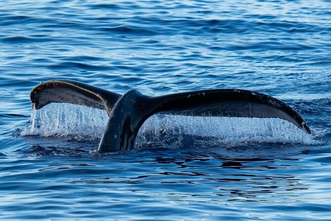 Oahu Whale Watch Tour & Waikiki Sunset Boat Tour - Kewalo Basin Meeting Point: Simple, Central, and Easy to Find
