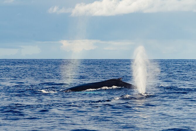 Oahu Whale Watch Tour & Waikiki Sunset Boat Tour - Waikiki Coastline Views From the Water: Sunset Is the Big Bonus
