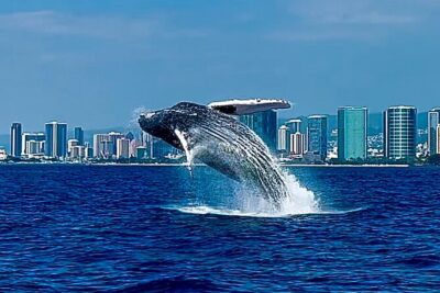 Oahu Whale Watch Tour & Waikiki Sunset Boat Tour - On Board for About 2.5 Hours: The Crew, the Pace, and the Whale-Spotting