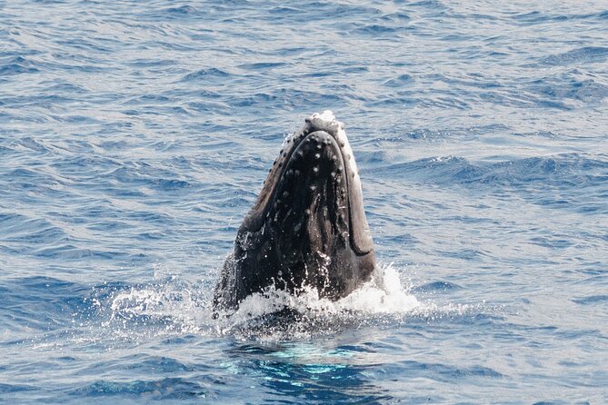 Oahu Whale Watch Tour & Waikiki Sunset Boat Tour - Packing for a Whale Watch: Comfort Rules Beat Fancy Stuff