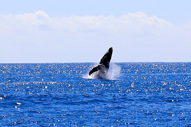 Oahu Whale Watch Tour & Waikiki Sunset Boat Tour - When Wind or Weather Changes the Plan: How to Think About Risk