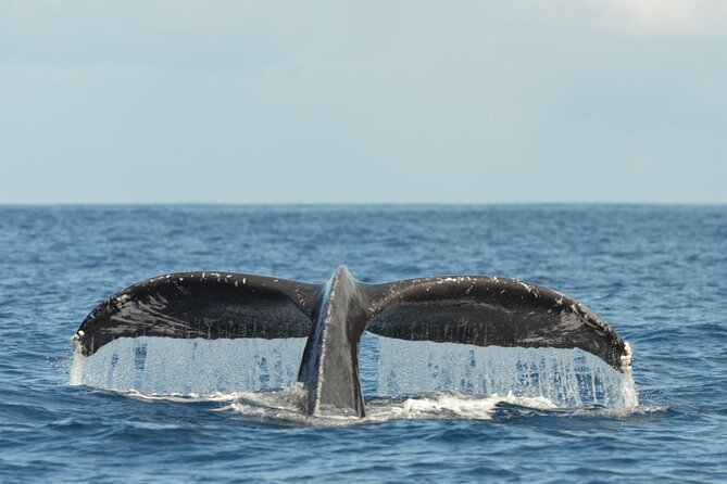 Oahu Whale Watch Tour & Waikiki Sunset Boat Tour - Group Size and Vibe: Why Up to 30 People Matters