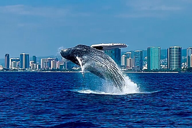 Oahu Whale Watch Tour & Waikiki Sunset Boat Tour - On Board for About 2.5 Hours: The Crew, the Pace, and the Whale-Spotting
