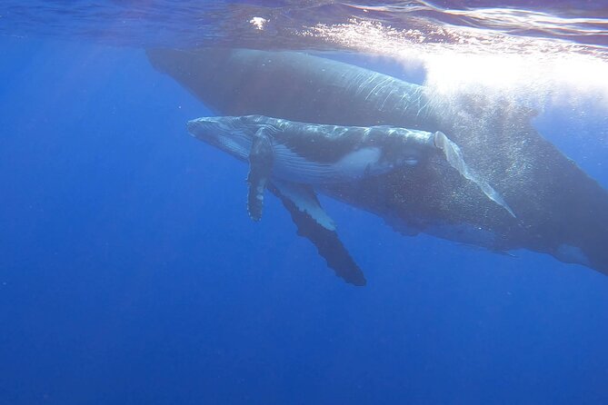 Observe and Swim with Whales in Tahiti - What the 3-Hour Tahiti Whale-and-Turtle Experience Really Is