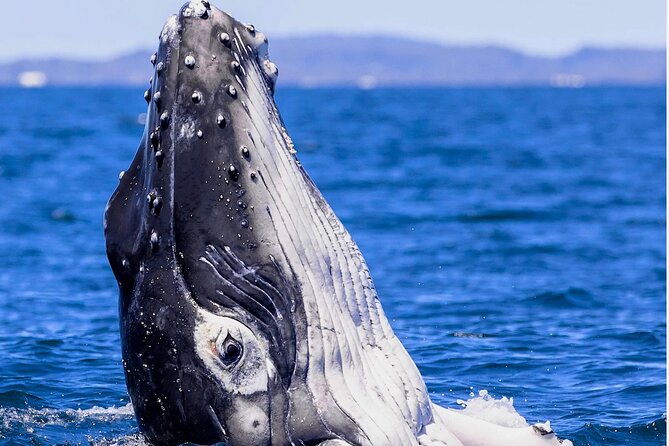 Observe and Swim with Whales in Tahiti - The Turtle Snorkel Splash With Johannes and the Captain