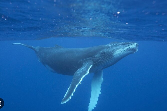 Observe and Swim with Whales in Tahiti - Comfort, Safety, and Staying Realistic on Sea Conditions