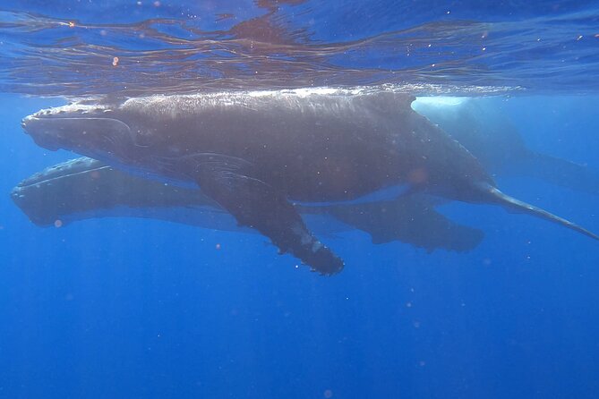 Observe and Swim with Whales in Tahiti - Who Should Book This Whale-and-Turtle Swim