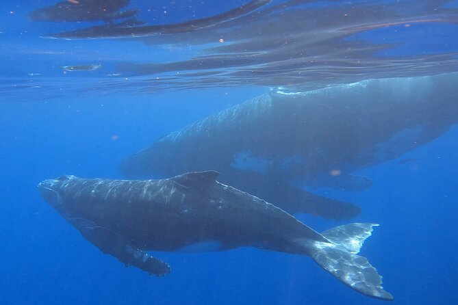 Observe and Swim with Whales in Tahiti - Whale Watching: How the Crew Looks for Humpbacks and Calves
