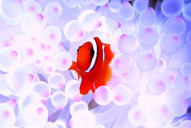 Okinawa:Kerama Islands experience Diving/Snorkeling/WhaleWatching - Key things that make this Kerama tour work
