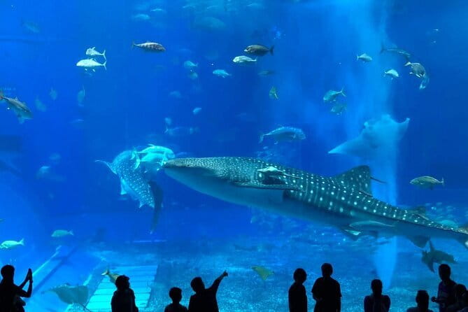 Okinawa:Kerama Islands experience Diving/Snorkeling/WhaleWatching - Sea turtles, fish, and the real reason you’ll remember this day