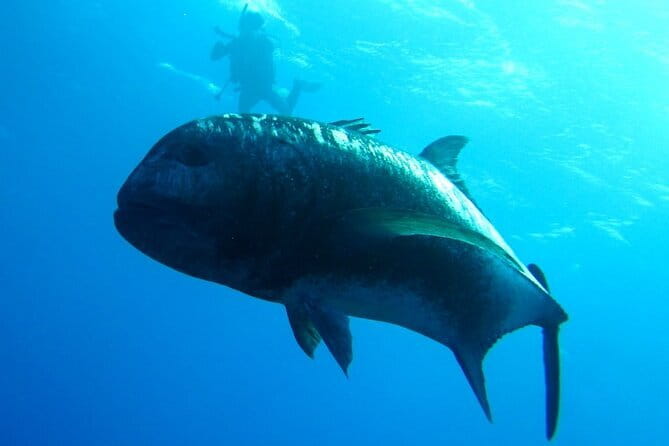 Okinawa:Kerama Islands experience Diving/Snorkeling/WhaleWatching - Starting from Naha: the morning rhythm and what it means for your day