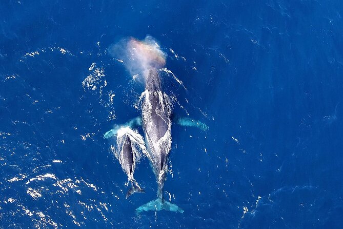 Okinawa Whale Watching From Naha - Key highlights you’ll care about