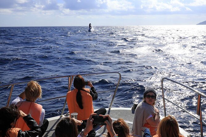 Okinawa Whale Watching From Naha - Winter whale watching out of Naha: what makes this trip work