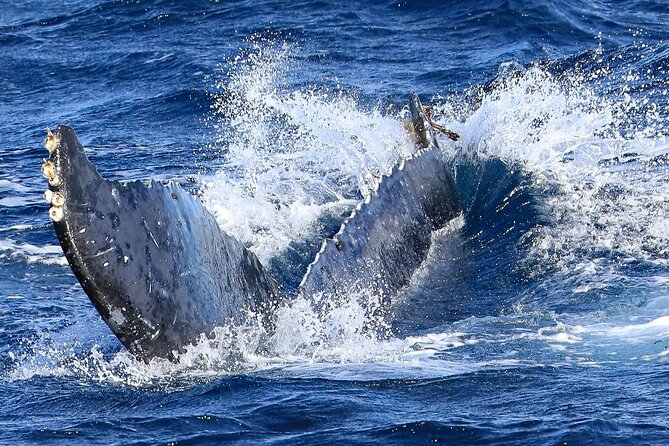 Okinawa Whale Watching From Naha - Inside the double-deck yacht: comfort, toilets, and what “high-speed” means