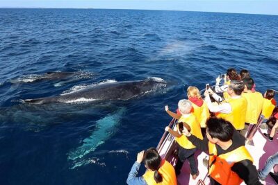 Okinawa Whale Watching From Naha - Getting to Marine Club Berry Naha and out to the Kerama Islands