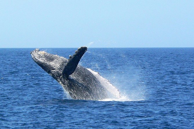 Okinawa Whale Watching From Naha - How the spotting works: sonar, radar, and staying a respectful distance
