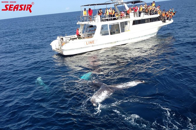 Okinawa Whale Watching From Naha - The Kerama Islands stop: what you might see when conditions line up