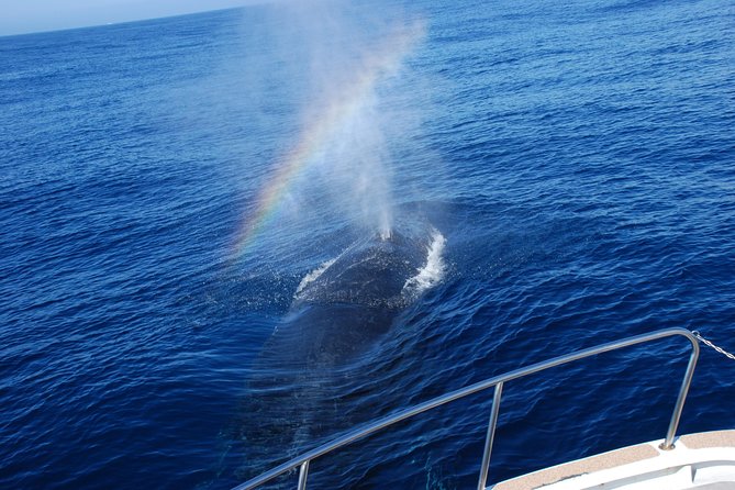 Okinawa Whale Watching From Naha - Winter comfort checklist: wind, rain, and motion sickness