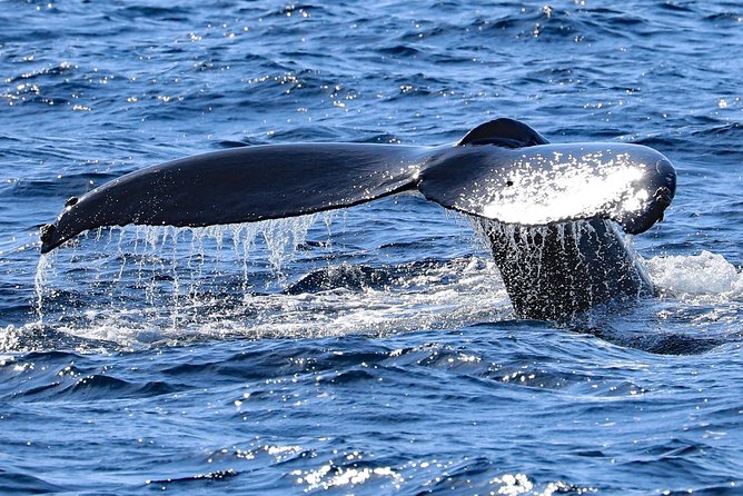 Okinawa Whale Watching From Naha - Price and value: what $38.22 buys you (and what it doesn’t)