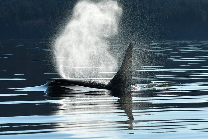 Only Wildlife and Whale Watching Tour Leaving from Seattle - Key highlights to know before you go