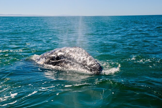 Only Wildlife and Whale Watching Tour Leaving from Seattle - Getting started at 2701 Alaskan Way and choosing where to sit