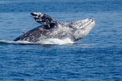 Only Wildlife and Whale Watching Tour Leaving from Seattle - Elliott Bay starter cruise: Seattle’s skyline while you wait for wildlife
