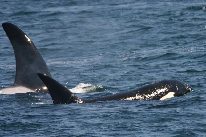 Only Wildlife and Whale Watching Tour Leaving from Seattle - Onboard naturalist talks that help you spot what you’re seeing